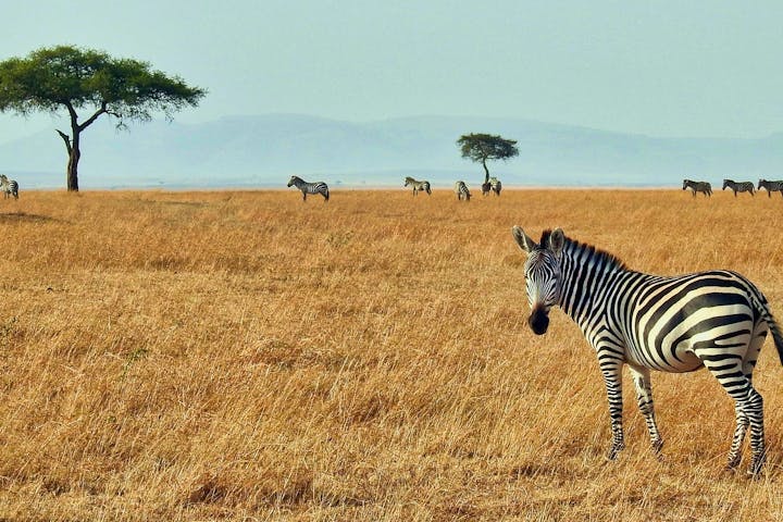Africa